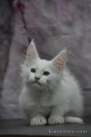À adopter chatons Maine coon 