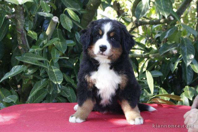 Magnifique chiot bouvier bernois 