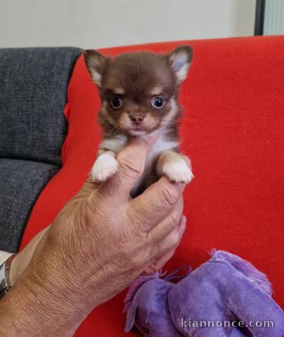 Je donne chiot chihuahua femelle 