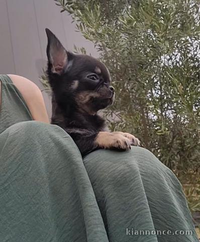 Magnifique chiot chihuahua disponible 