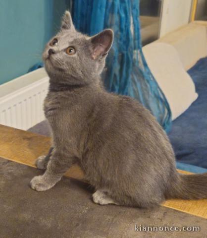 Adorable chaton châtreux disponible 