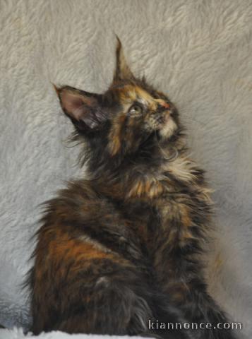 Magnifique chaton maine coon adopter 