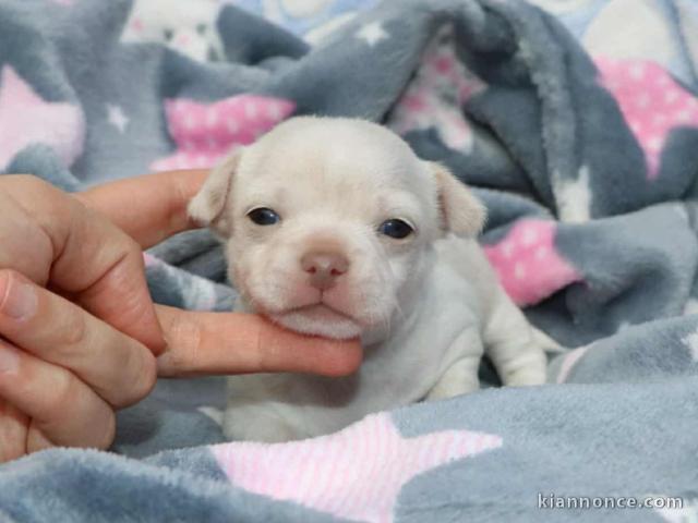 Je donne chiot chihuahua mâle 