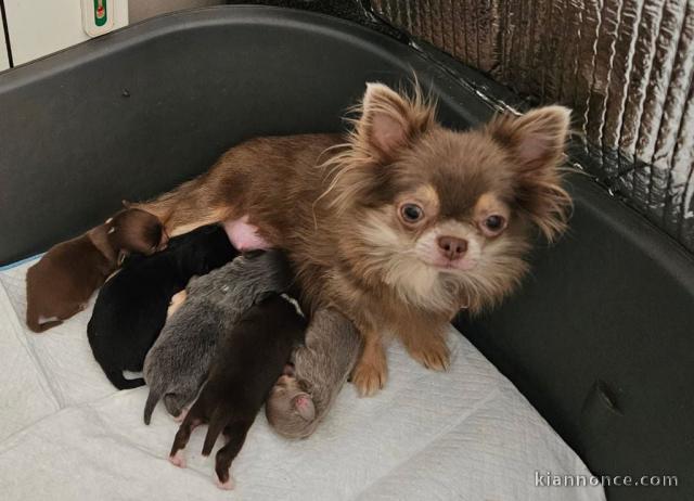 Chiot chihuahua disponible 