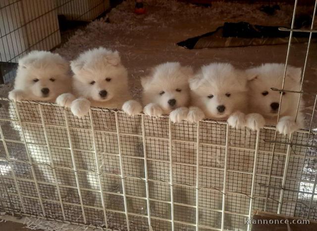 Bébé chiot samoyède a donner 