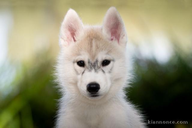 chiot husky sibérien adorable 
