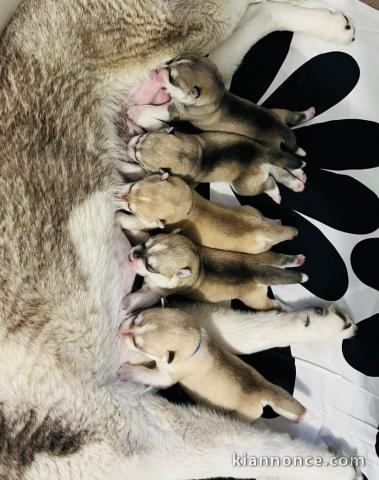 Annonce chiot husky sibérien à donner 