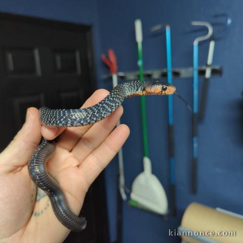 Serpents indigo à vendre