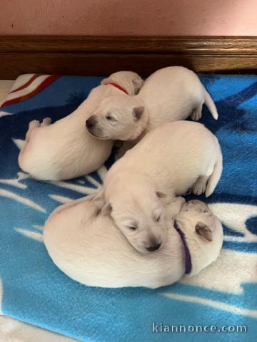 MAGNIFIQUE CHIOTS BERGERS BLANCS SUISSE