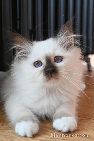 Chaton sacré Birmanie pour adoption 