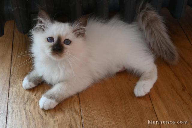 Chaton sacré Birmanie pour adoption 