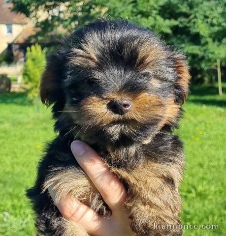 chiot Yorkshire terrier disponible 