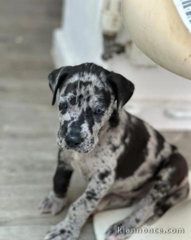 Chiots Dogue Allemand pour un bon foyer