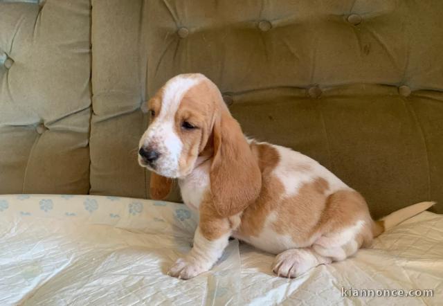 Chiots Basset Hound pour un bon foyer