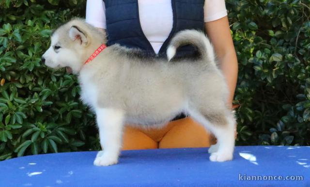 Chiots Malamute d\