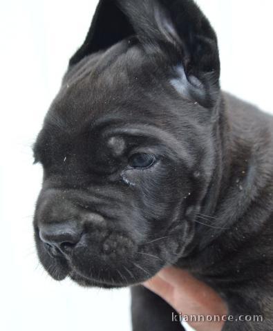 chiot Cane Corso disponible pour adoption 