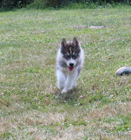 Je donne chiot husky sibérien 