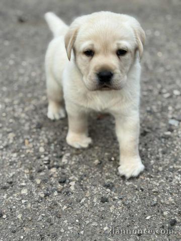 Chiot golden retriever mâle a donner 