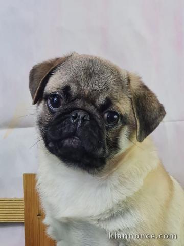 chiot carlin a donner 