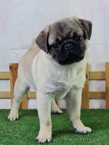 magnifique chiot carlin disponible 