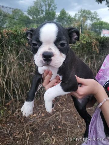 bébé chiot boston terrier femelle a donner 