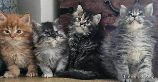 Maine coon contre bon soin 