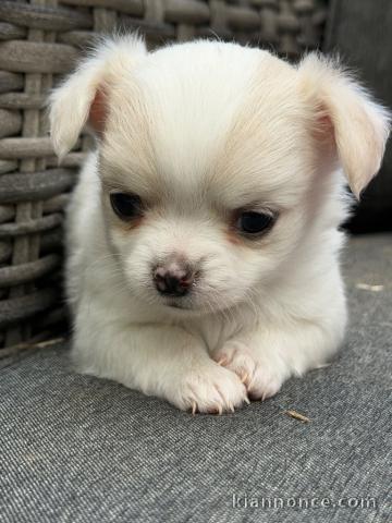 bébé chiot chihuahua femelle a donner 
