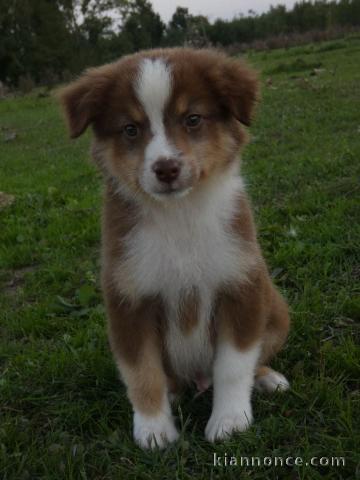 bébé berger australien disponible 