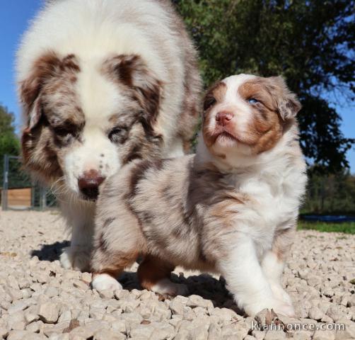adoption chiot berger australien disponible 