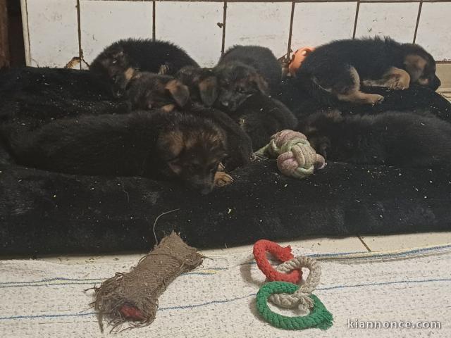 adoption chiot berger allemand disponible 