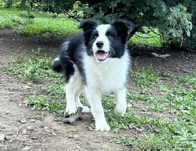 chiot border collier a donner 