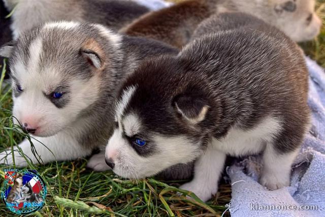 adoption chiot husky sibérien mâle 