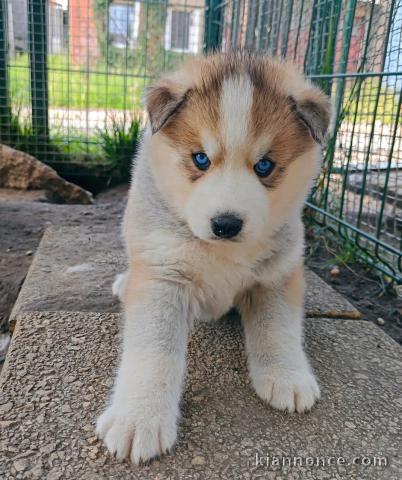 chiot sibérien husky déjà prêts pour adoption 