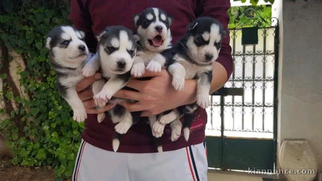 chiot husky sibérien a donner femelle 