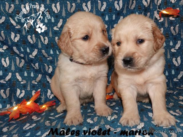 chiot golden retriever mâle a donner 