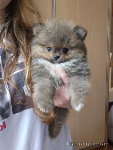 chiot type spitz nain disponible 