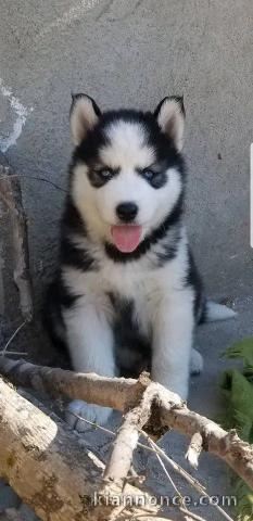 chiot husky sibérien à donner 