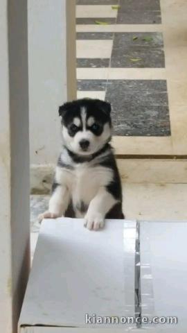 husky sibérien à donner mâle 