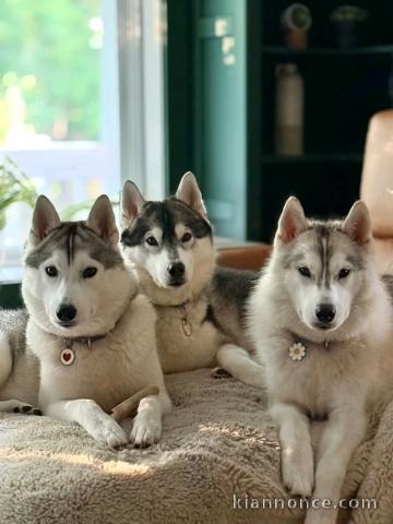 chiot husky sibérien à donner 