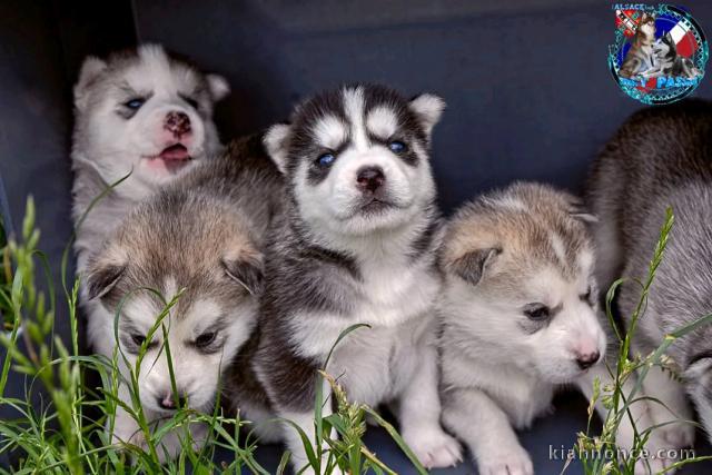 magnifique chiot husky sibérien à donner 
