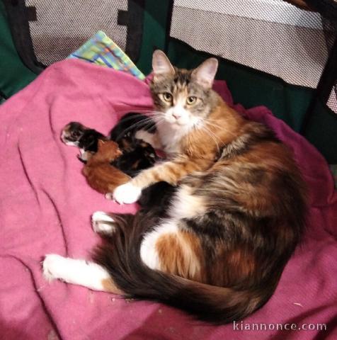 annonce chaton maine coon 