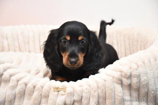 chiot Teckel disponible pour adoption 