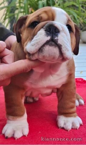 chiot bulldog anglais mâle a donner 