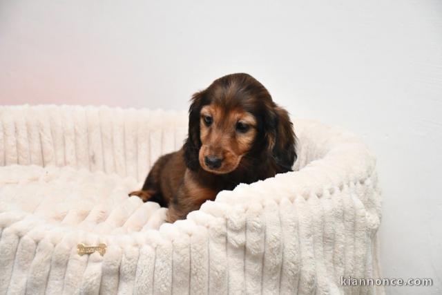 chiot Teckel a donner 