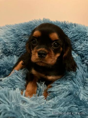 chiot cavalier king charle disponible 
