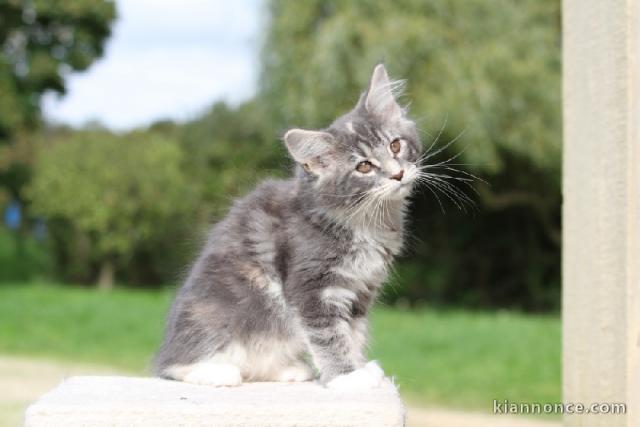 bébé chaton maine coon disponible 