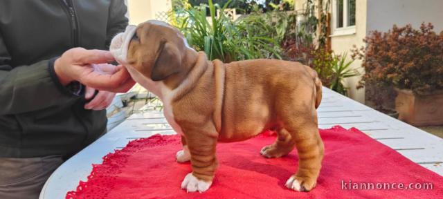 chiot bulldog anglais mâle 