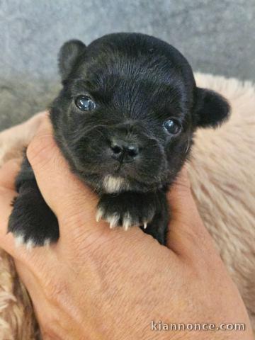 bébé chiot chihuahua femelle 