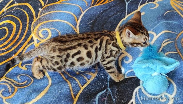 Donne de chatons bengal