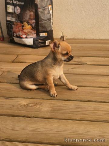 Chiots Chihuahua o offrir